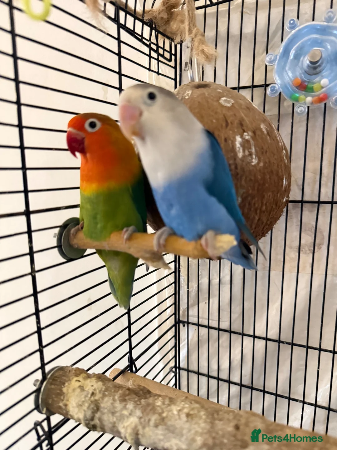 Lovebirds birds for sale: Love Birds in Saint Helens - Advert 4
