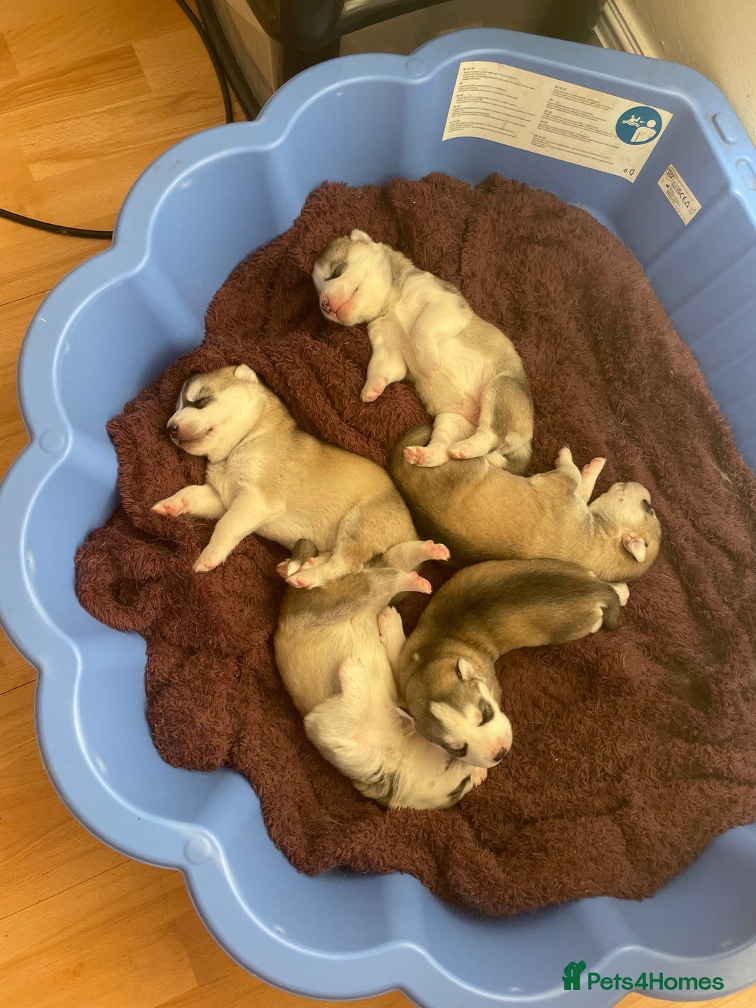 Siberian Husky dogs for sale: Siberian Husky puppies ❤️ - Image 21