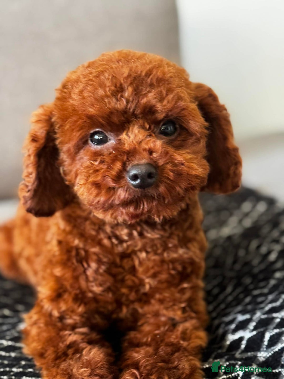 Toy Poodle dogs for sale: Beautiful Asian Toy Poodle - Advert 4
