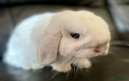 Mini Lop rabbits for sale: Bonded Pair of Mini Lop Rabbits - Image 4