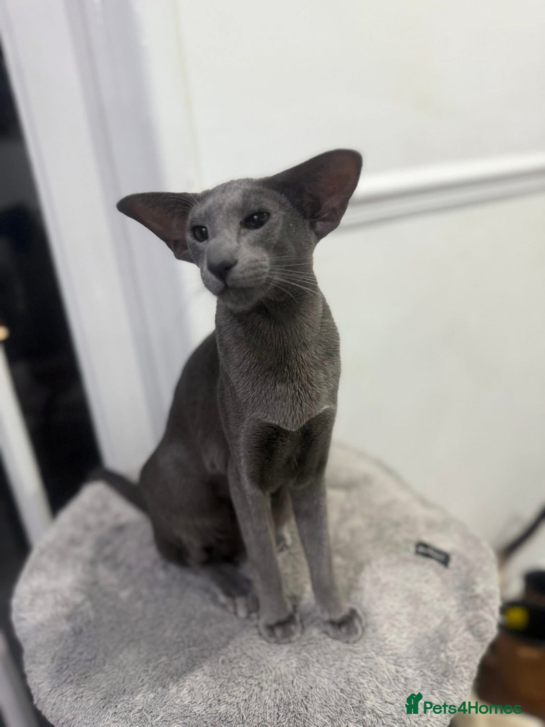 Oriental cats for sale: Stunning active blue girl Gccf registered  - Advert 3