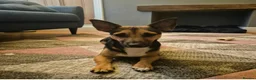 Jack Russell dogs for sale: Gus: Affectionate Jack Russell Seeks Loving Home - Advert 5