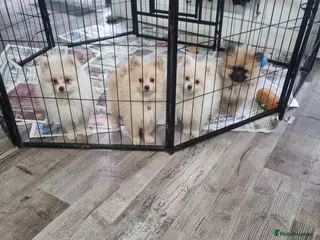 Pomeranian dogs Pomeraniums - Advert 14