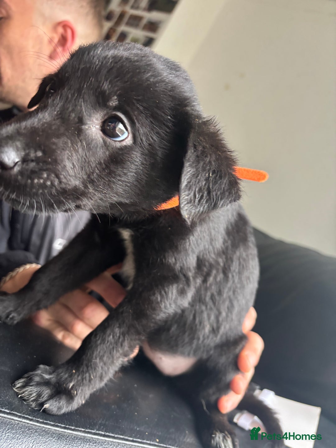 Mixed Breed dogs for sale: Belgian shepherd x German shepherd / lab - Image 5