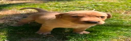 Labrador Retriever dogs for sale: Stunning Litter of KC Reg Labrador Puppies - Advert 8
