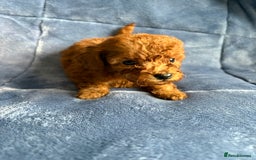 Cavapoo dogs for sale: Gorgeous cavapoo puppys - Image 13