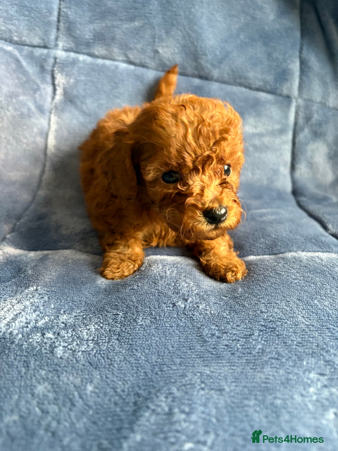 Cavapoo dogs for sale: Gorgeous cavapoo puppys - Image 13