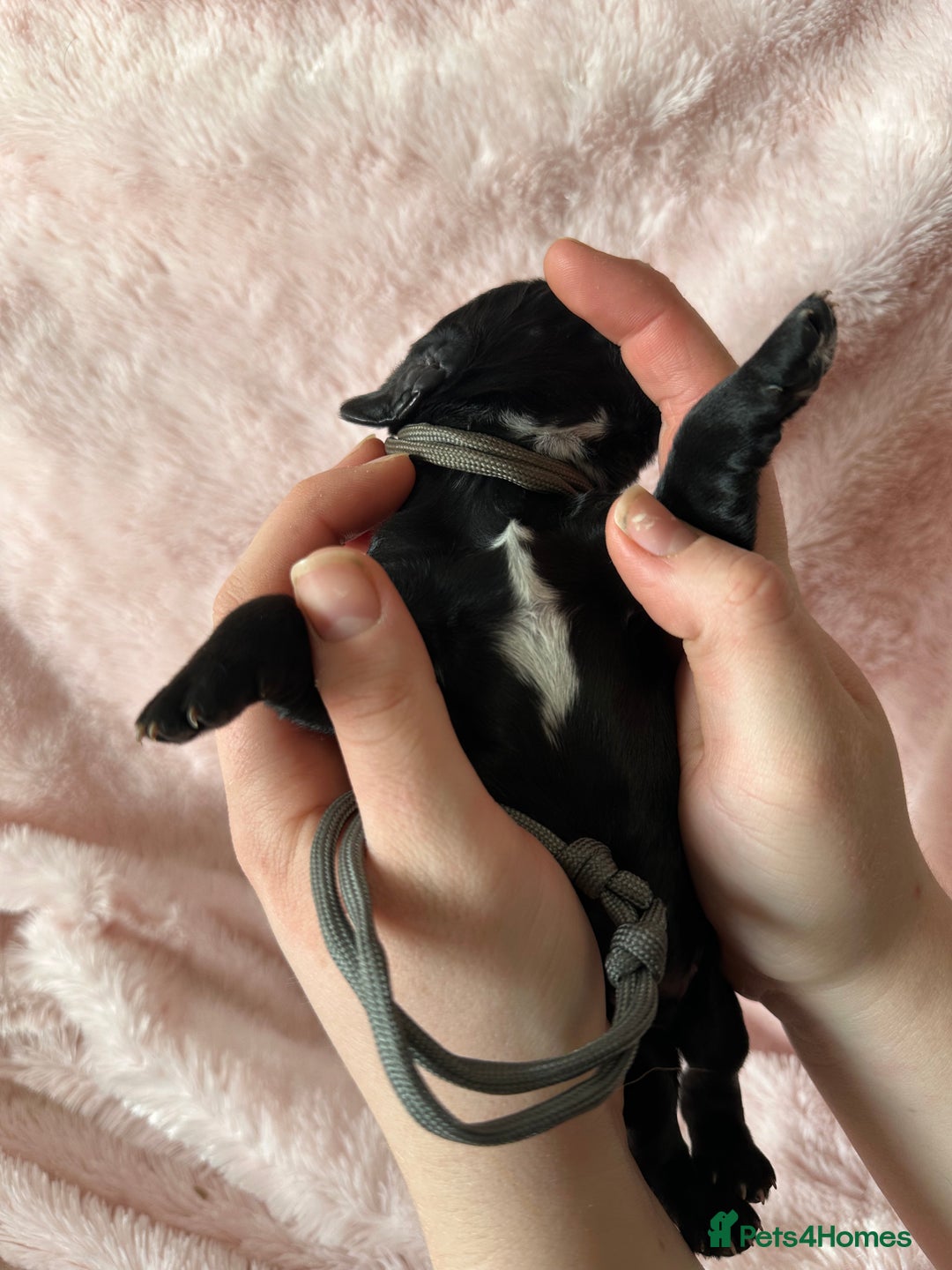 Cocker Spaniel dogs for sale: Cocker Spaniel Pups - Solid & Roan - Farlavale - Advert 7