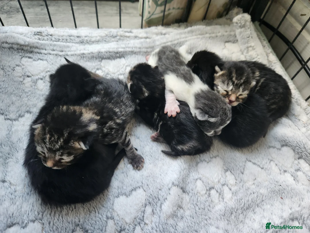 Mixed Breed cats for sale: 3 adorable tabby kittens - Advert 2