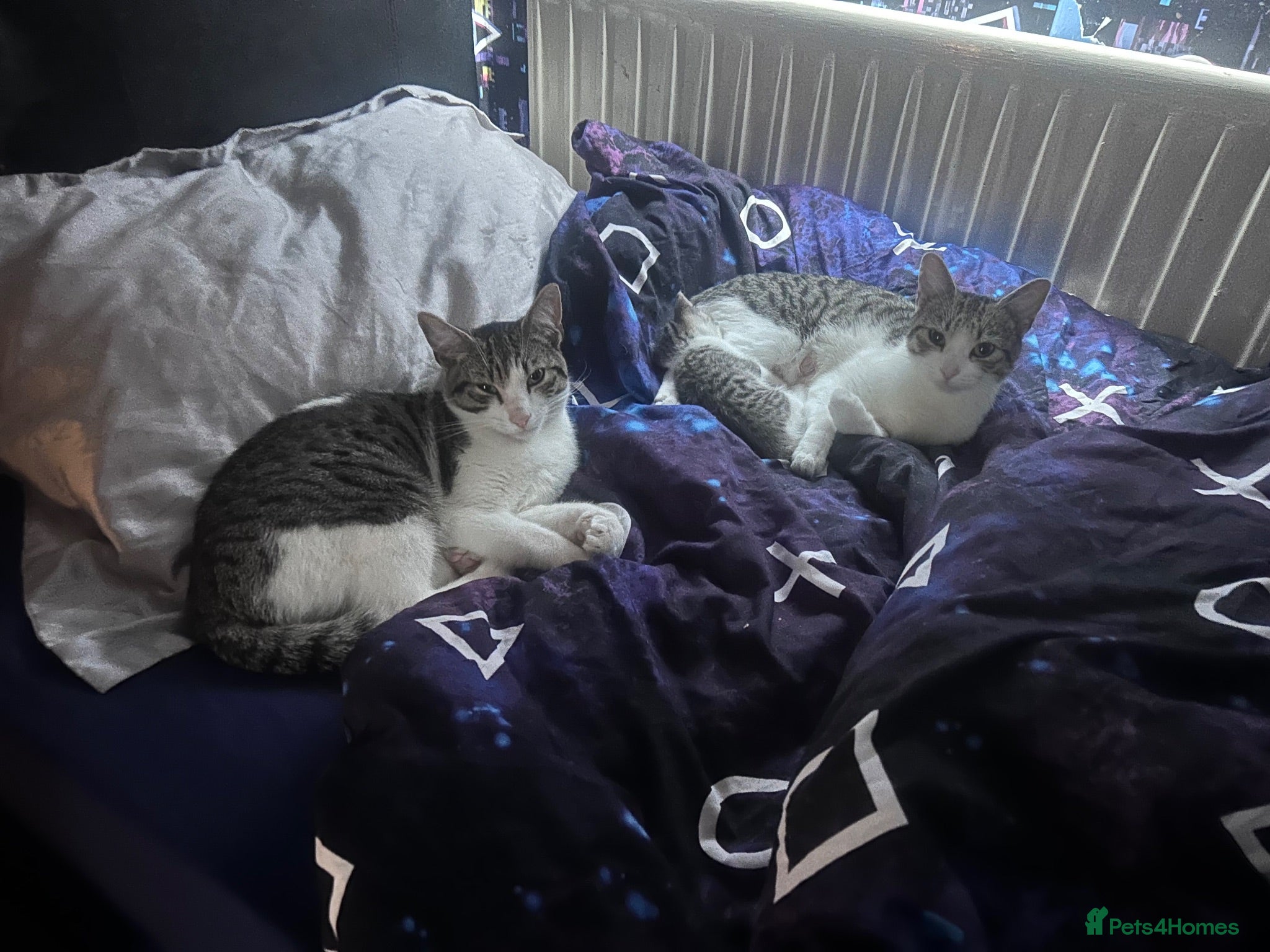 Domestic Shorthair cats Gorgeous Tabby Girl - Advert 1