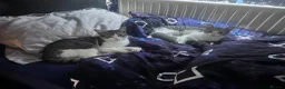 Domestic Shorthair cats for sale: Gorgeous Tabby Girl - Advert 1