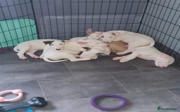 English Bull Terrier dogs for sale: English bull terrier pups for sale  - Image 24