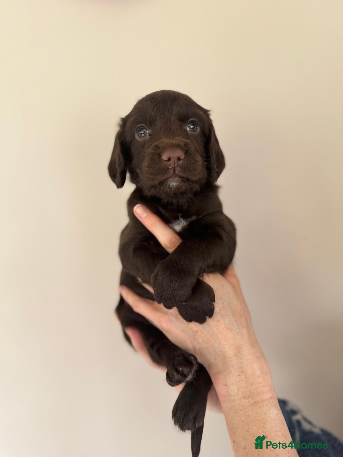 Sprocker dogs READY TO VIEW Sprocker Spaniel Puppies  - Advert 6