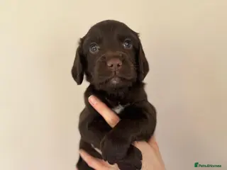 Sprocker dogs READY TO VIEW Sprocker Spaniel Puppies - Advert 6