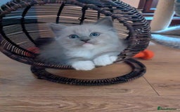 Ragdoll cats for sale: Surprisingly cute,smart Ragdoll. - Image 1
