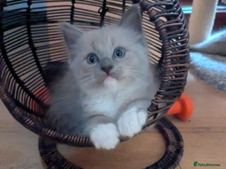 Ragdoll cats - Advert 4