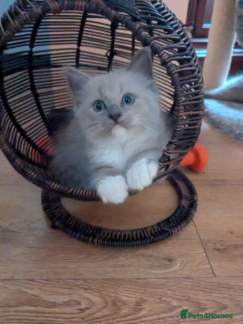 Ragdoll cats - Advert 1