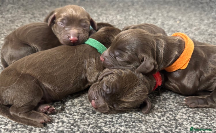 Cocker Spaniel dogs - Advert 3
