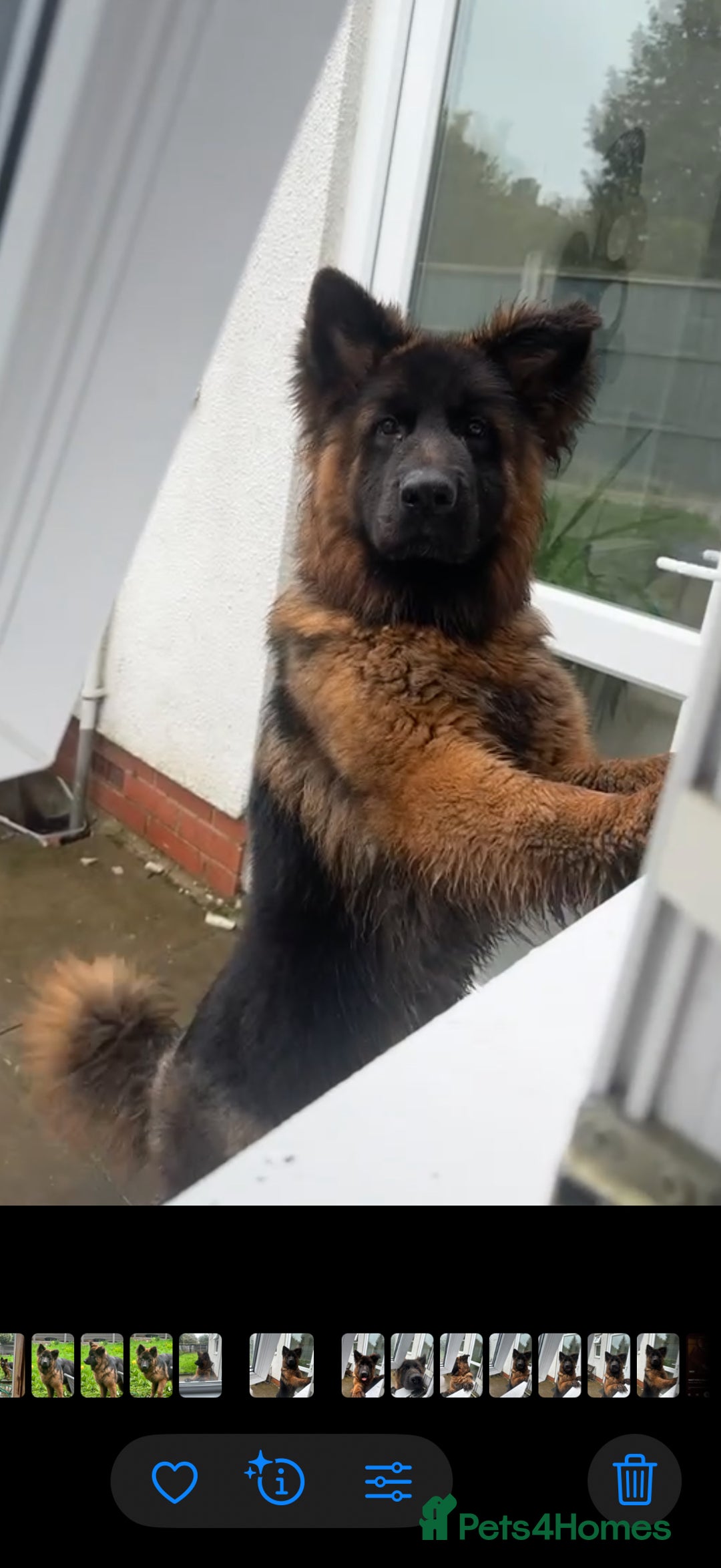 German Shepherd dogs for sale: German shepherd puppys kc pedigreepureblood line p - Advert 10