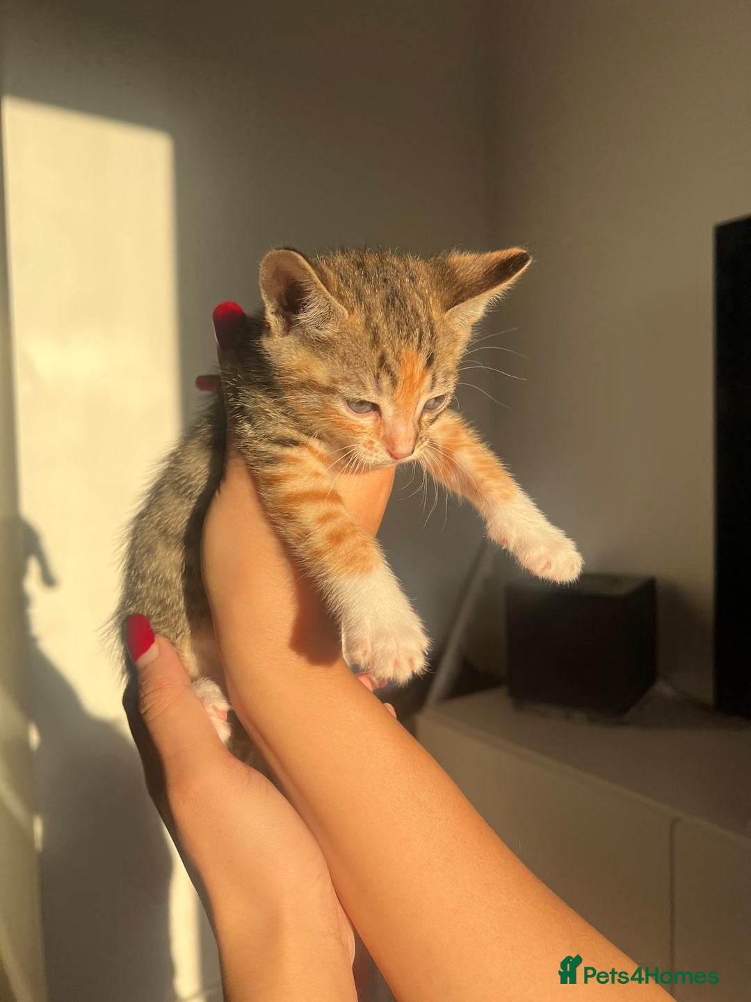 Bengal cats for sale: Beautiful Half Bengal Kittens - Advert 27