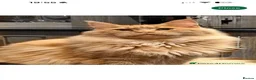 Maine Coon cats for sale: 🧡 Pedigree TICA Registered Maine Coon Kittens 🧡 - Advert 16