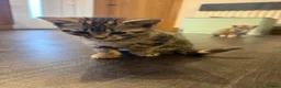 Mixed Breed cats for sale: Lovely Kittens for Sale in Trimdon Station - Advert 10