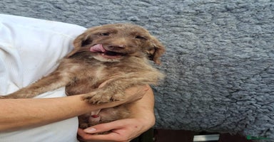 Labradoodle dogs in South Shields - Advert 5