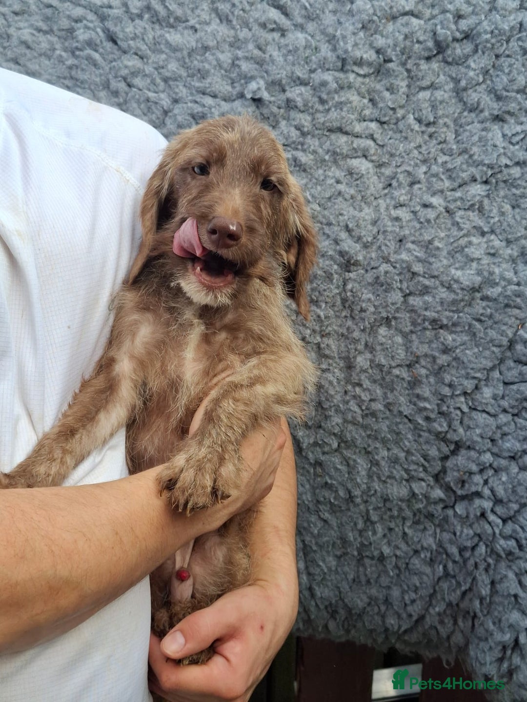 Labradoodle dogs for sale: Amazing quality for labradoodles, top quality!! in South Shields - Image 5