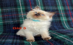 Ragdoll cats for sale: Ragdoll Kitten GCCF, ready now. - Image 15