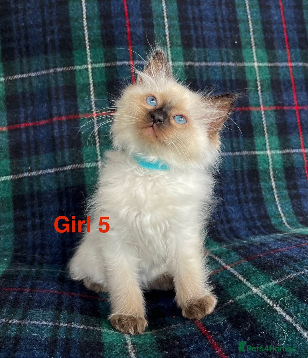 Ragdoll cats for sale: Ragdoll Kitten GCCF, ready now. - Image 15