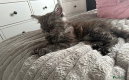 Maine Coon cats for sale: XXL Maine Coon Kittens Double TICA Champion lines  - Image 32