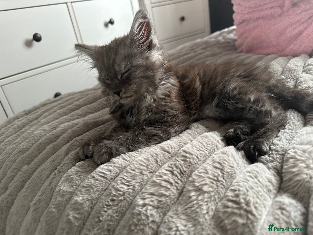 Maine Coon cats for sale: XXL Maine Coon Kittens Double TICA Champion lines  - Image 32