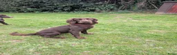 Cockapoo dogs for sale: Beautiful Cockapoo Puppies - Advert 2