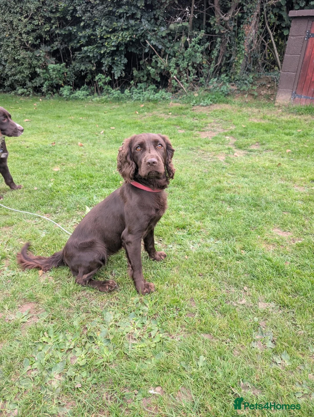 Cockapoo dogs for sale: Beautiful Cockapoo Puppies - Advert 2