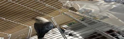 Lovebirds birds for sale: two bonded love birds  - Advert 8