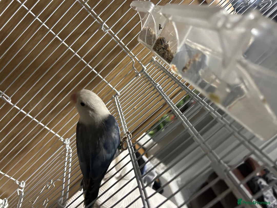 Lovebirds birds for sale: two bonded love birds  - Advert 8