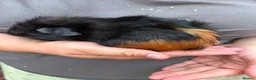 Guinea Pig rodents for sale: 4X Male Guinea Big Babies  - Advert 7