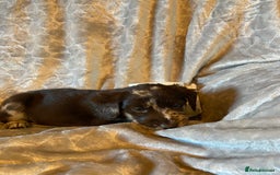 Labradoodle dogs for sale: Rare mini labradoodles variety of colours! - Image 3