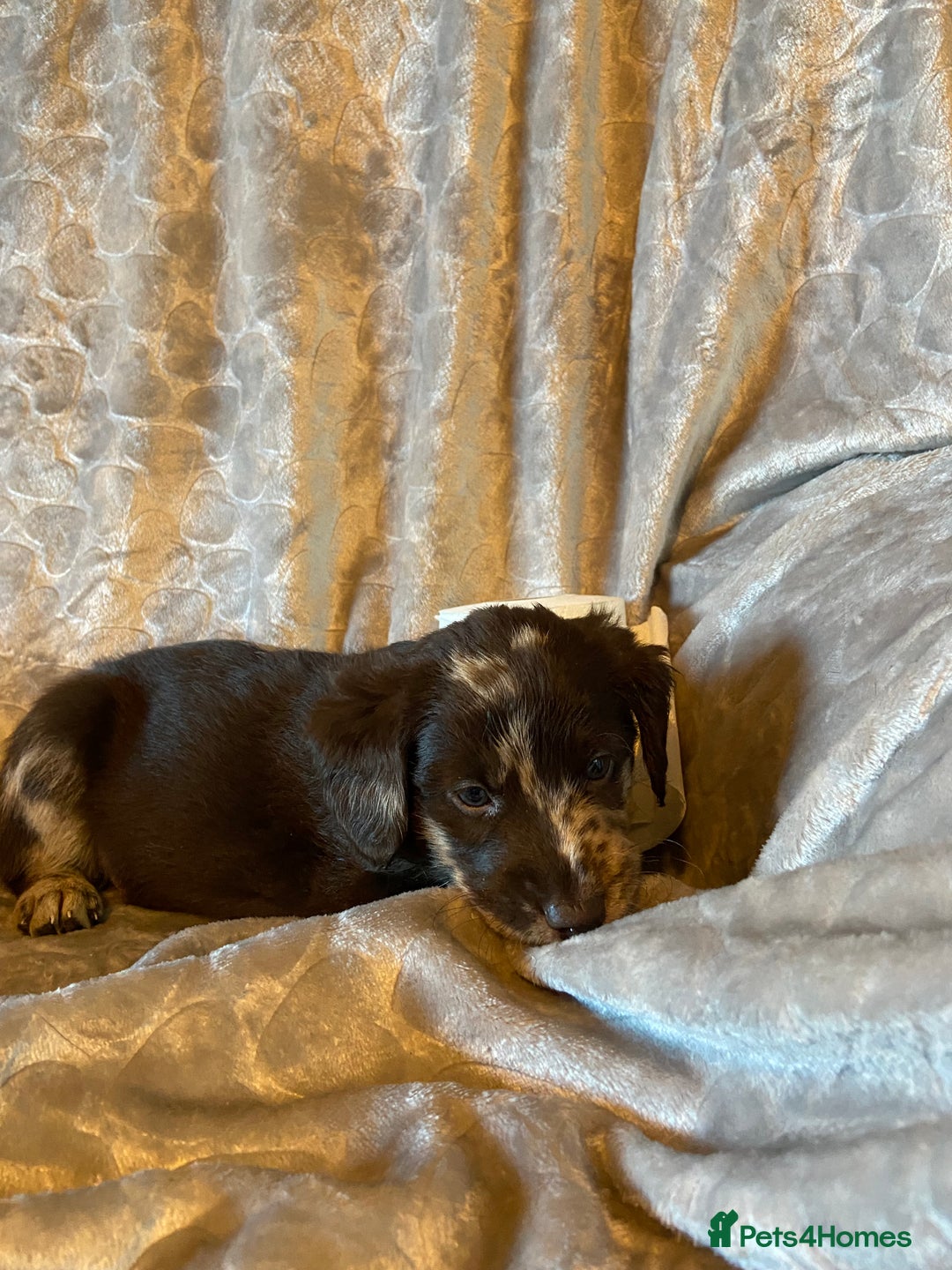 Labradoodle dogs for sale: Rare mini labradoodles variety of colours! - Image 3