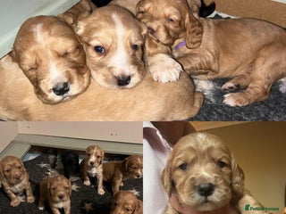 Cocker Spaniel dogs Beautiful KC reg working cocker spaniel puppies - Advert 4