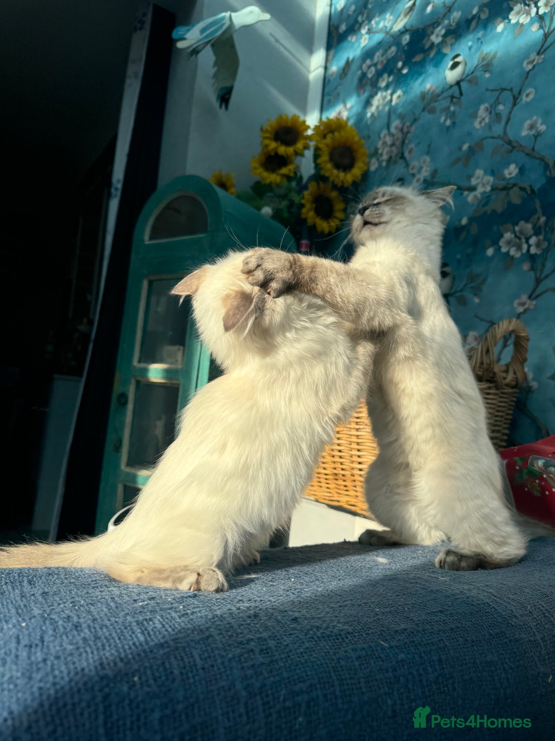 Ragdoll cats for sale: 2 Ragdoll babies available… NOW  - Advert 5