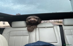 Bernedoodle dogs for sale: Bernedoodle x Labradoodle  - Image 8