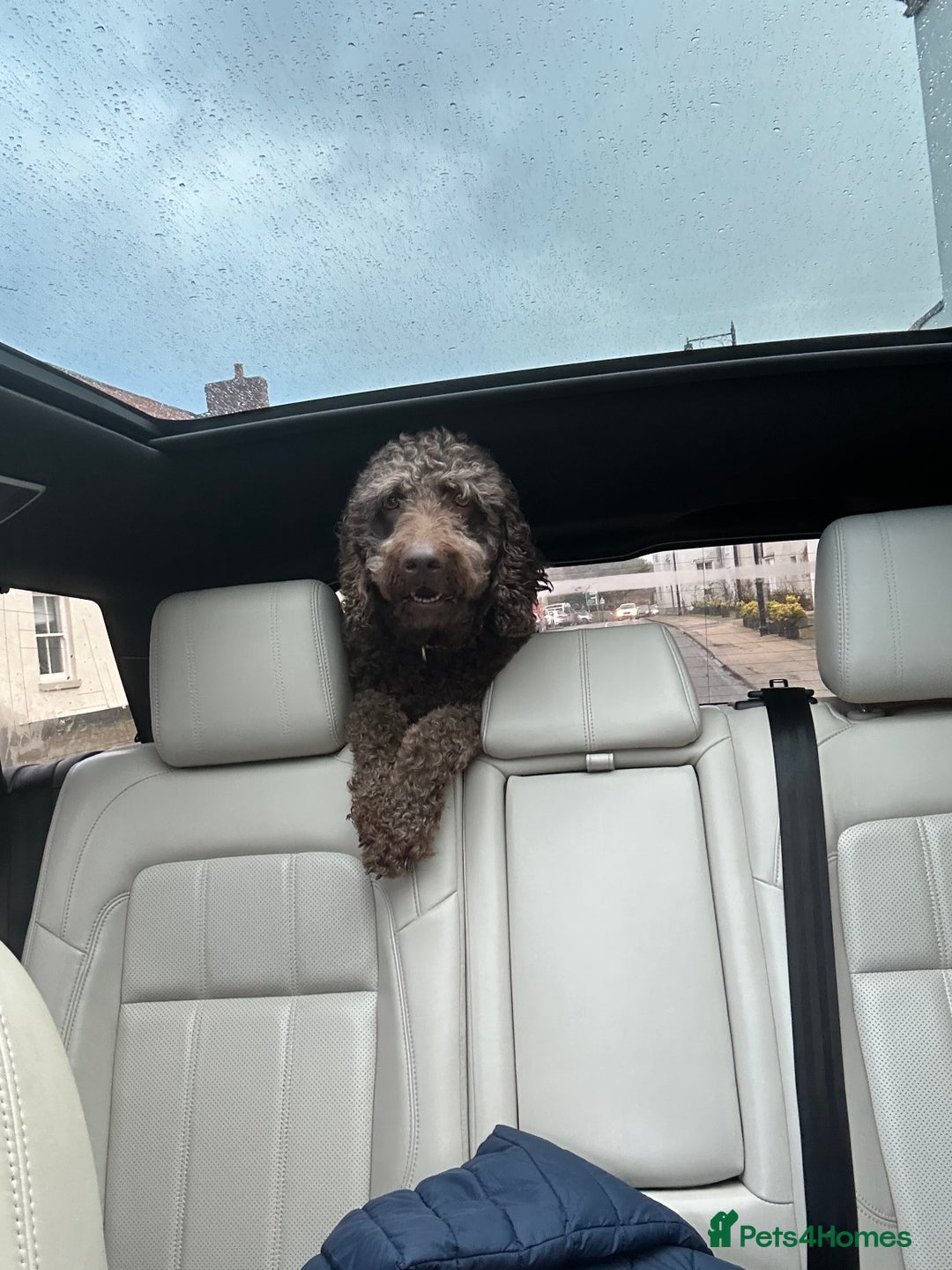 Bernedoodle dogs for sale: Bernedoodle x Labradoodle  - Image 8