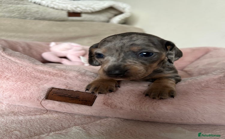 Dachshund dogs - Advert 3