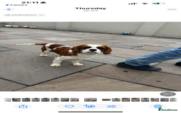 Cavalier King Charles Spaniel dogs for sale: Cavalier King Charles spaniels 💕 💙 💙 - Image 6