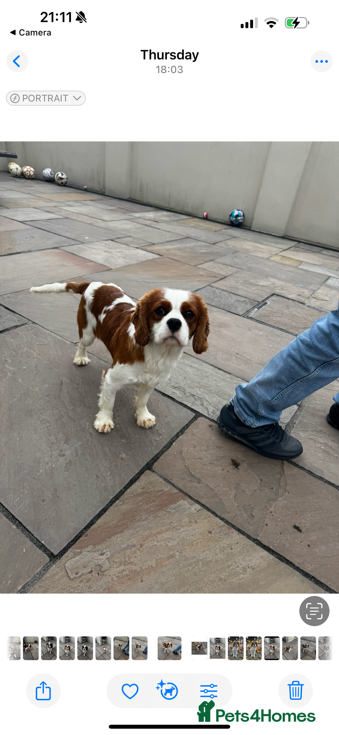 Cavalier King Charles Spaniel dogs for sale: Cavalier King Charles spaniels 💕 💙 💙 - Image 6