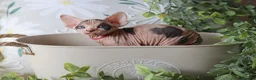 Sphynx cats for sale: Beautiful Pedigree Sphynx Kittens  - Advert 35