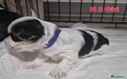 Biewer Terrier dogs for sale: Yorkshire Biewier terrier  - Advert 7