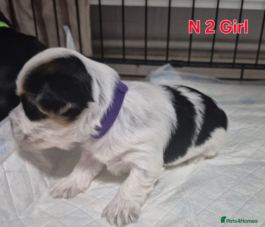 Biewer Terrier dogs for sale: Yorkshire Biewier terrier  - Advert 7