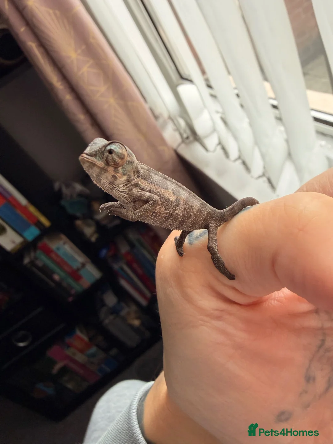 Chameleon reptiles for sale: Baby panther chameleons - Advert 6